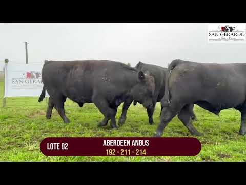 Venta de Toros Angus San Gerardo | Florida, 1 de Octubre en Reboledo. Lote 2