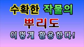 [텃밭농부.818]  작물 수확 후 뿌리의 활용법