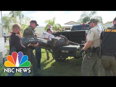 Elderly Florida woman killed in alligator attack