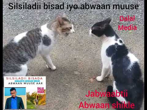 SilSiladii bisada iyo Jawaabtii Abwaan Shilke Abwaan muuse aar