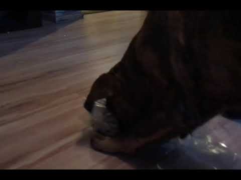 Presa canario / Cane corso pup. Present