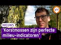 Gele korstmos is een slecht teken