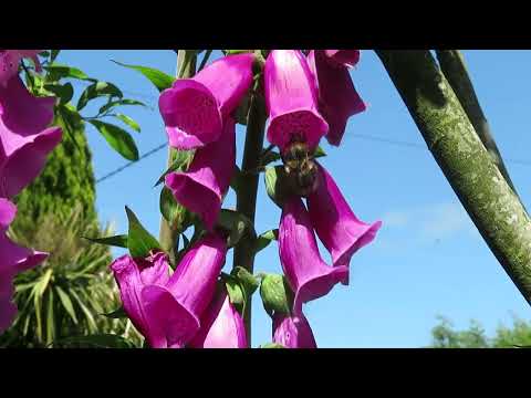 Fairy Wildflowers & Bumble Bees