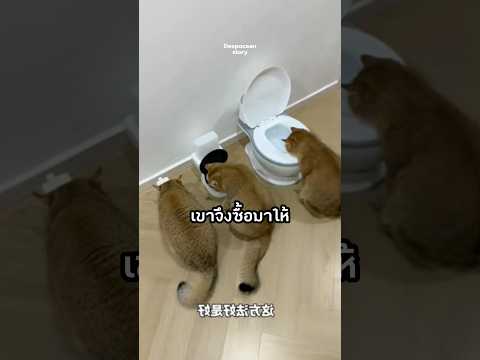 เมื่อเเมวชอบกินน้ำในส้วม #viral #viralvideo #interesting