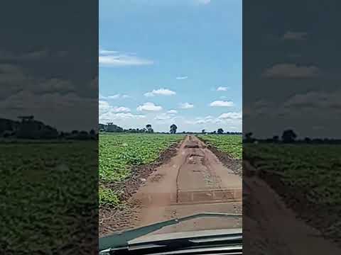 MIP na melancia pingo doce, santa fé de Goiás técnico Damião