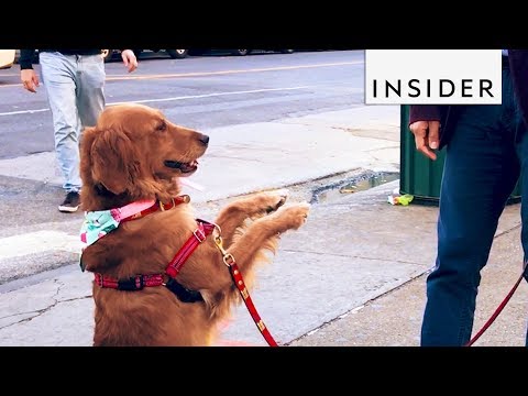 Happy Dog Loves Giving Hugs