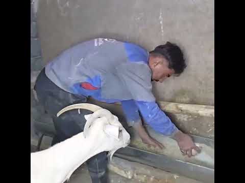 “When Grandma’s Pain Met Puppy Love ❤️🐶”