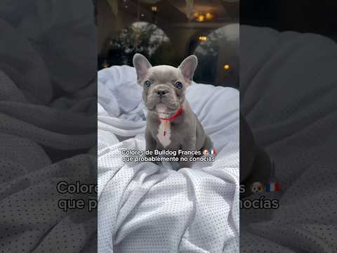 Colores de Bulldog Francés 🐶🇫🇷 que probablemente NO conocías #bulldogfrances #perros #cachorro