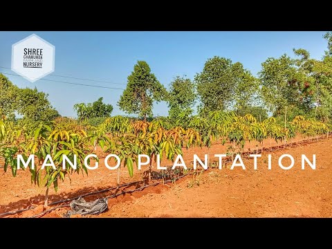 Mango Plantation