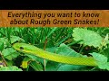 Green Terror Of The Invert World Rough Green Snake