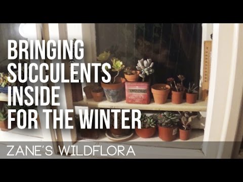 download lagu mp3 mp4 Should I Bring Succulents Inside For Winter, download lagu Should I Bring Succulents Inside For Winter gratis, unduh video klip Should I Bring Succulents Inside For Winter