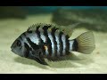 TOP 5 Convict Cichlid tank mates you may NOT KNOW!!
