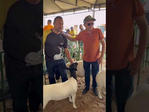 Exposição de animais