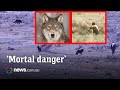 Tourist Dares Death By Approaching Pack Of Wild Wolves