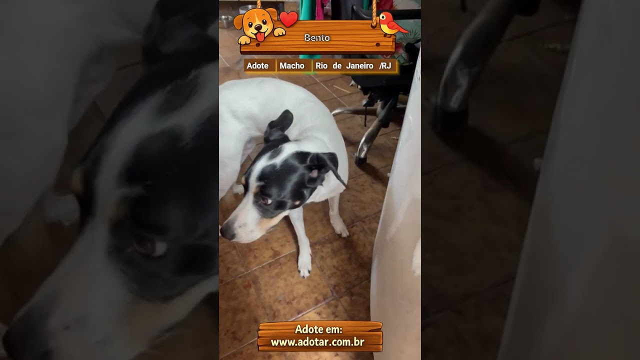Cachorro raça SRD-ViraLata idade 2 a 6 meses nome Bento 