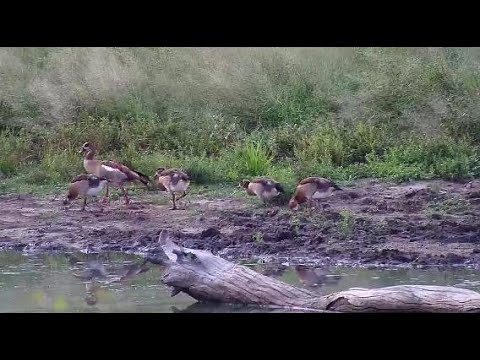 Djuma: Egyptian Goose family with 4 teen goslings - 16:09 - 04/18/20