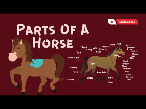 اجزاء جسم الحصان بالانجليزي Parts of a Horse