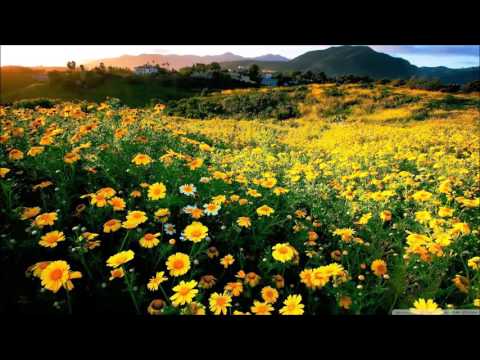 Charles D Lewis - Life Is Beautiful