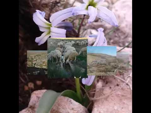 Öz ayvalı şeref köyü Abdullah Ateş