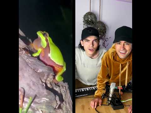 Collab with a Frog