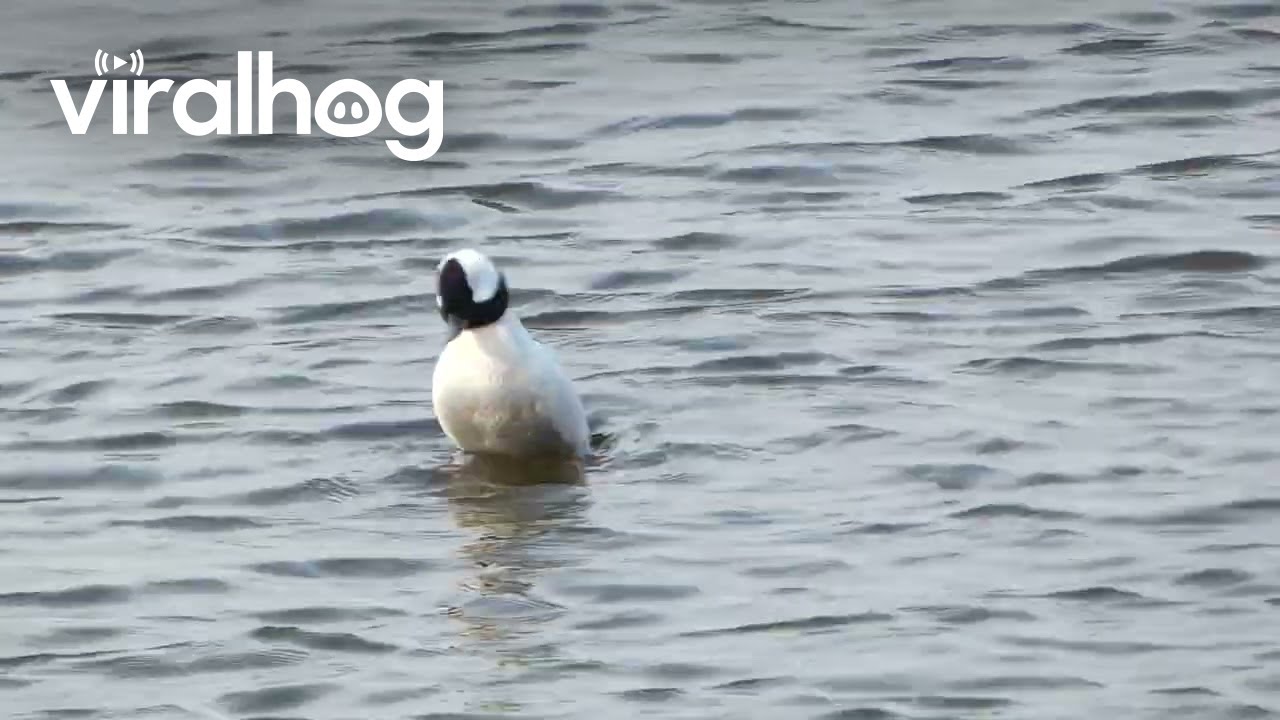 Spinning Duck || ViralHog