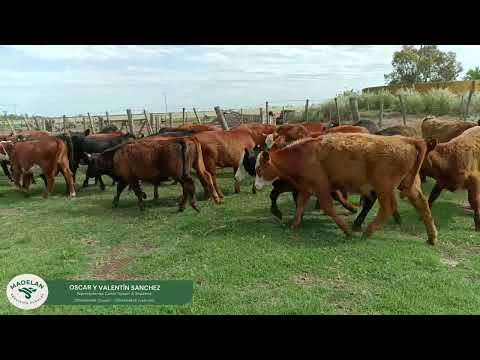 AGROCAS_66 Terneros (35m + 31h) de 175 KG en CARLOS TEJEDOR, BUENOS AIRES (2)