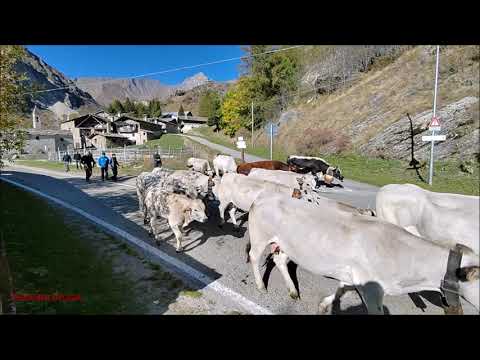 TRANSUMANZE ALLA FIERA DEI DES A BELLINO : PIANO MELEZE' IN VALLE VARAITA (CN) MART. 10 - 10 - 2023.