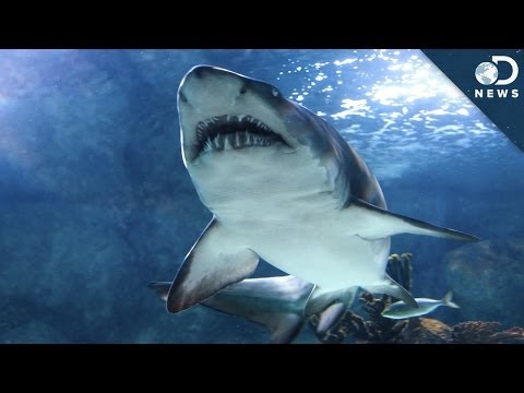 6 Animals More Dangerous Than Sharks!