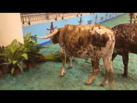 HLSR Longhorn Trophy Steers Eating Plants