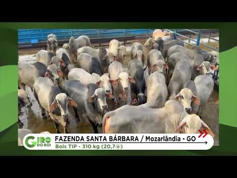 BOIADA TABAPUÃ NA TIP PASSA DE 20 ARROBAS EM MOZARLÂNDIA (GO)