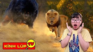 🔥Top 9 Động Vật Săn Mồi Đáng Sợ Nhất - Bất Ngờ Sư Tử Đứng Sau Loài Này | Kính Lúp TV 🔥Top 9 Động Vật Săn Mồi Đáng Sợ Nhất - Bất Ngờ Sư Tử Đứng Sau Loài Này | Kính Lúp TV