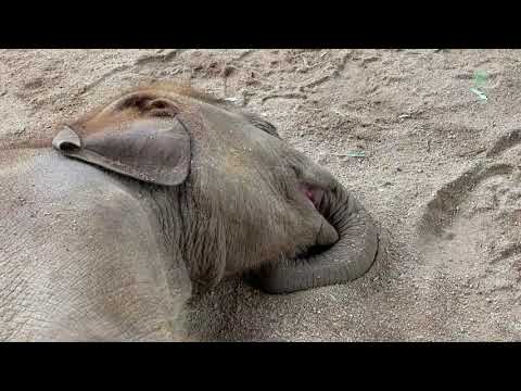Baby Elephant Wan Mai Adopted by Nanny And Become A Family - ElephantNews