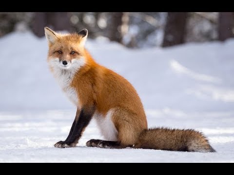 Simon's cat crunch time S2 part 124