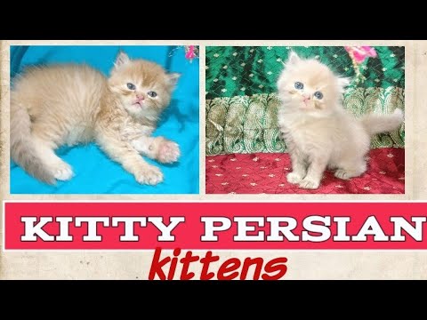 Booking started kitten 25 days