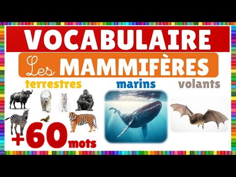 Vidéo 5