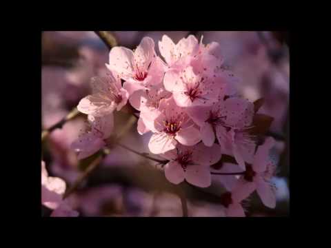 Liline [Sakura no Hanabira]