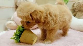 ハーフ犬の動画01