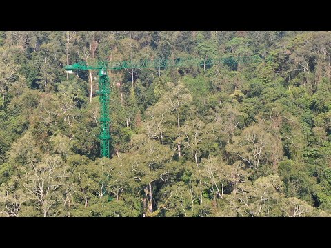 Ascending the tropical Canopy with a Canopy Crane