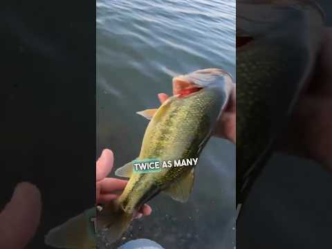 Avoid these 3️⃣ Bank Fishing Mistakes #bassfishing