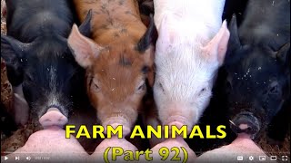 FARM ANIMALS  on the FARM  (Part 92) EDUCATIONAL CHILDREN / Babies, Toddlers, Preschool, K-3