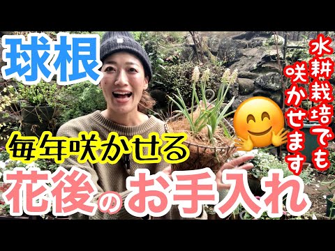 鉢植えのヒヤシンスの手入れ：この崇高な花を室内で植え、水をやり、咲かせる方法は？  庭園