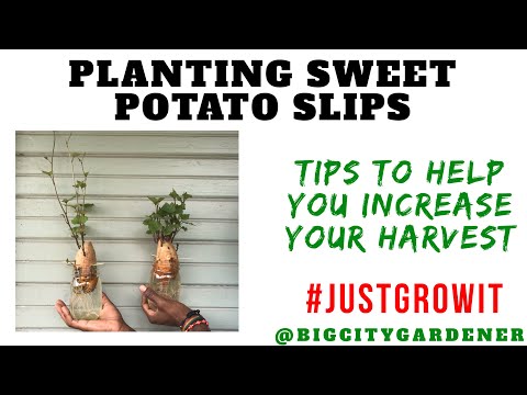 Growing Sweet Potatoes Part 2 - Tips to Help You Increase Your Harvest | Big City Gardener