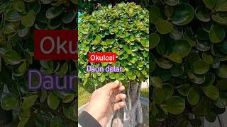 Download lagu okulasi daun dolar #tanaman #tutorial #beringindolar #shortvideo mp3 Download lagu okulasi daun dolar #tanaman #tutorial #beringindolar #shortvideo mp3