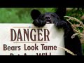 Should We Feed Bears Bear Crimes BBC Earth Kids