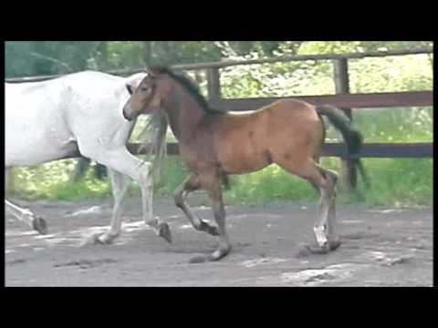 Hannoveraner Stutfohlen von  Szenario - Rabino