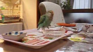 Little Jazz Bird, Cherry