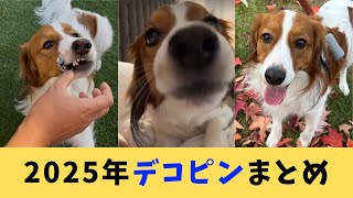 【大谷翔平】2025年デコピンまとめ【ドジャース】