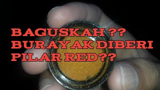 Download lagu Artemia Polar Red Pakan Untuk Ikan Cupang mp3 Download lagu Artemia Polar Red Pakan Untuk Ikan Cupang mp3
