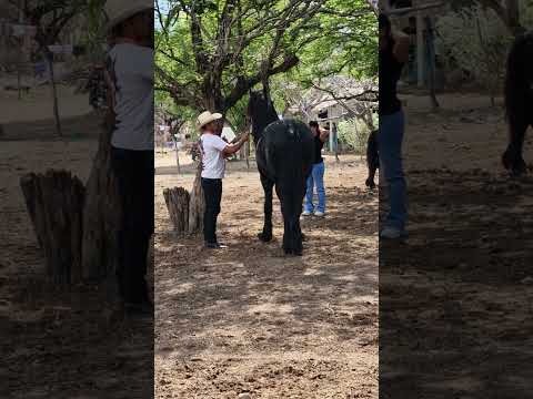 cabalgata y jaripeo en San Juangualare El Sauce, La Unión