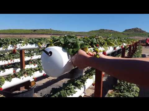 Tanaka Farms Hydroponic Grown Strawberries
